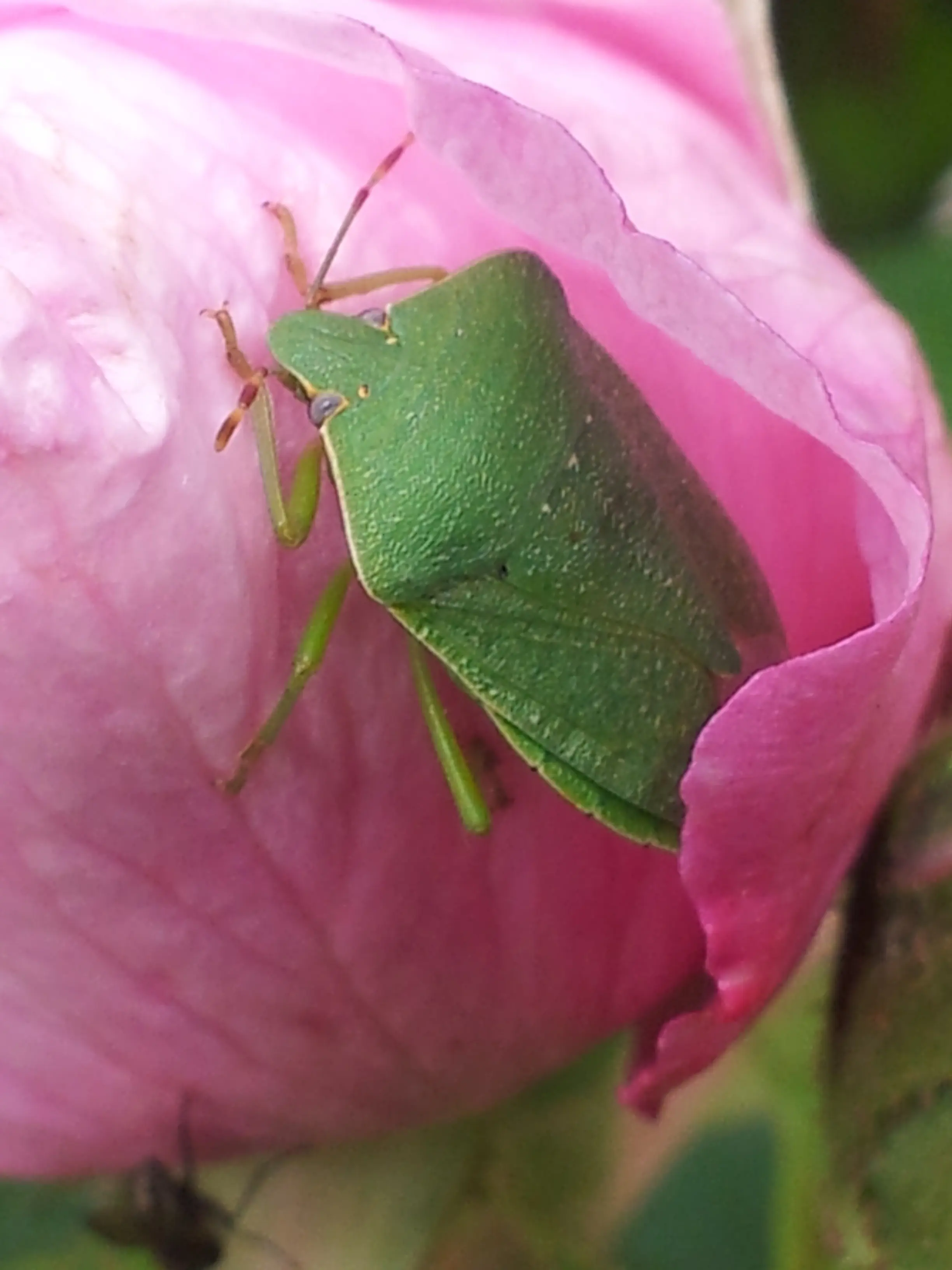 &Fotowelt - Insekten